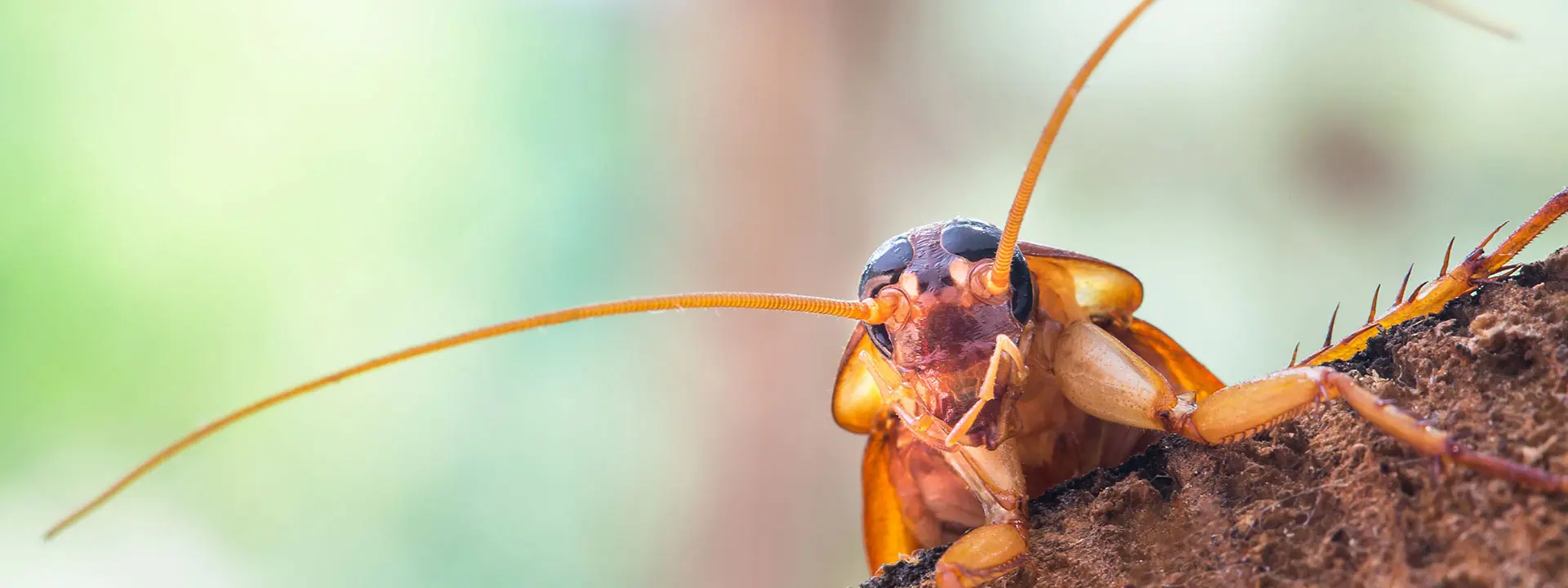 The face of a cockroach peeking over a log.