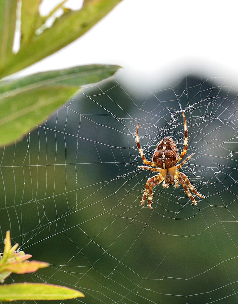 How Do Spiders Choose Where To Spin Webs Assured Environments