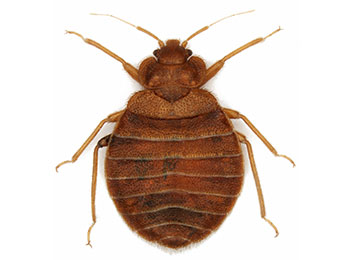 Bed Bugs & Dirty Clothes - Pest Control Technology