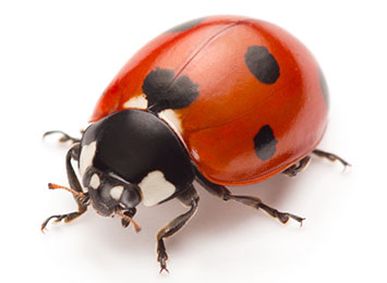 Ladybug Pest Control NY, NJ & CT