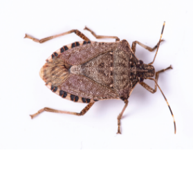 How To Get Rid Of Stink Bugs | Assured Environments