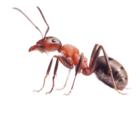 New York Ants | Ant Facts & Control | Assured Environments