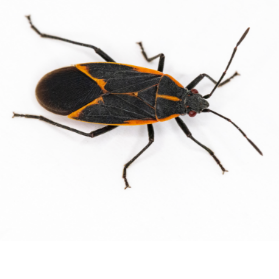 Boxelder Bug Control 