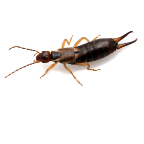 Earwig Control Services | Pest Control Services In NYC