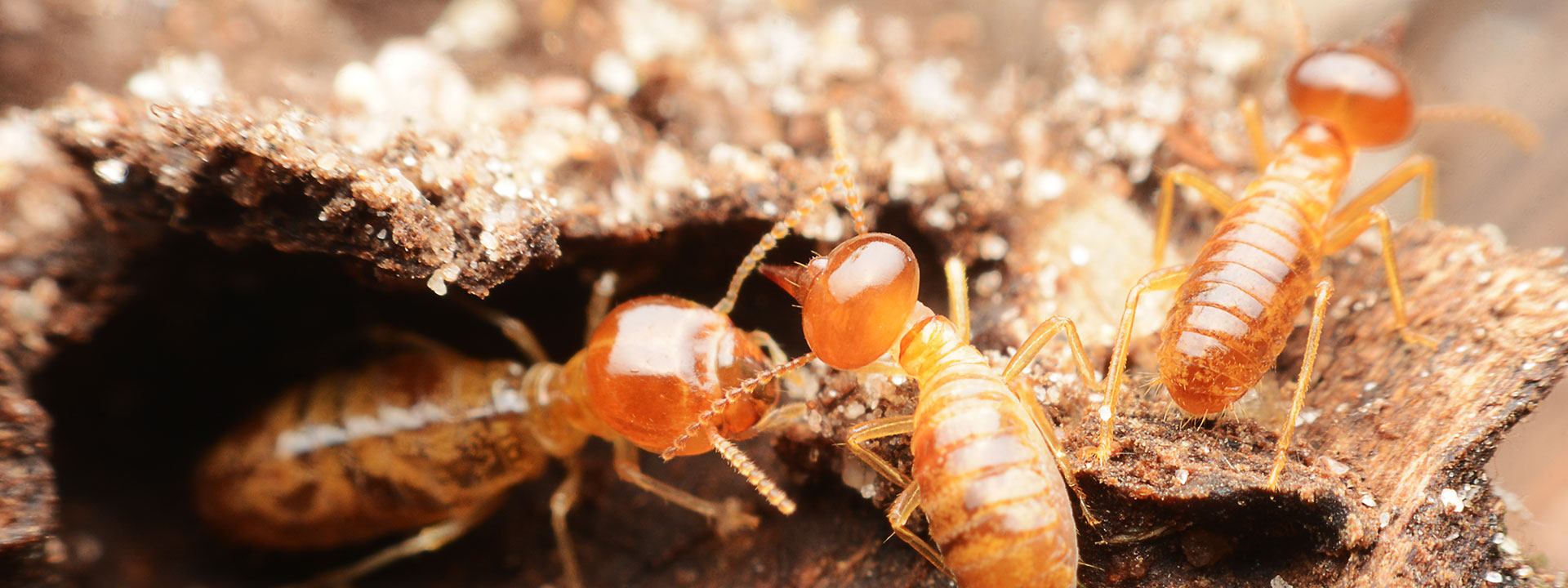 Best Termite Control | Termite Control New York | Assured