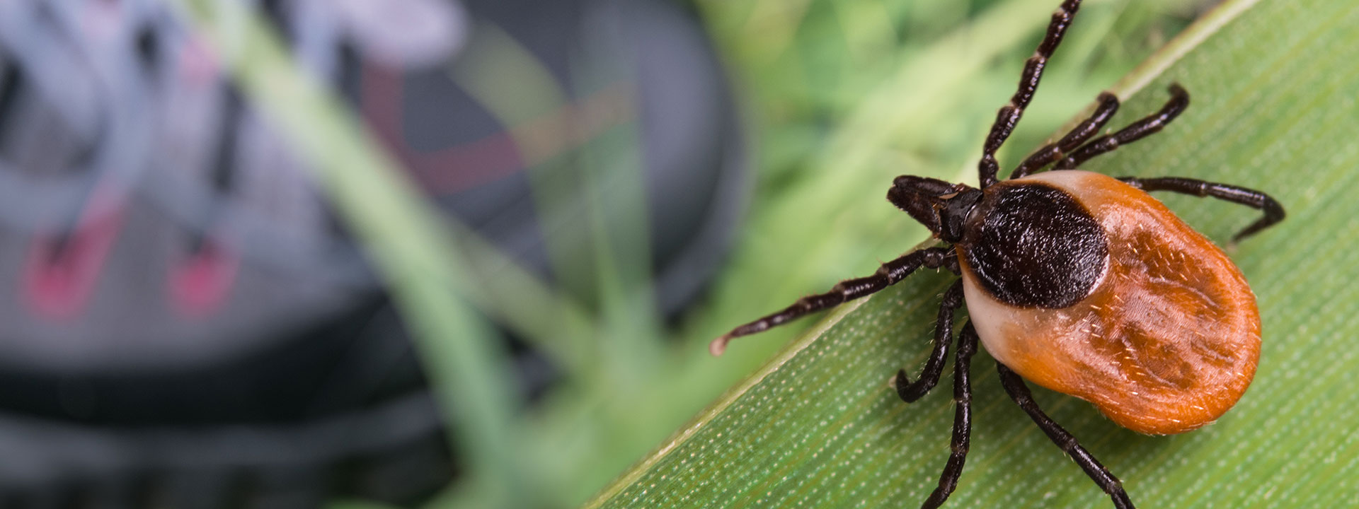 tick-control-near-me-new-york-tick-control-assured