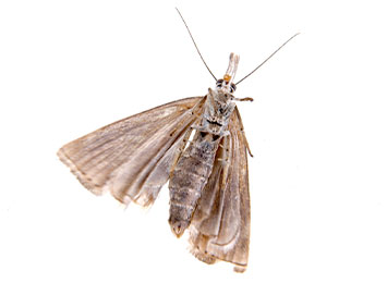 How to control a clothes moth infestation