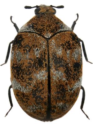 Where do carpet beetles lay eggs - Carpet Cleaning Force