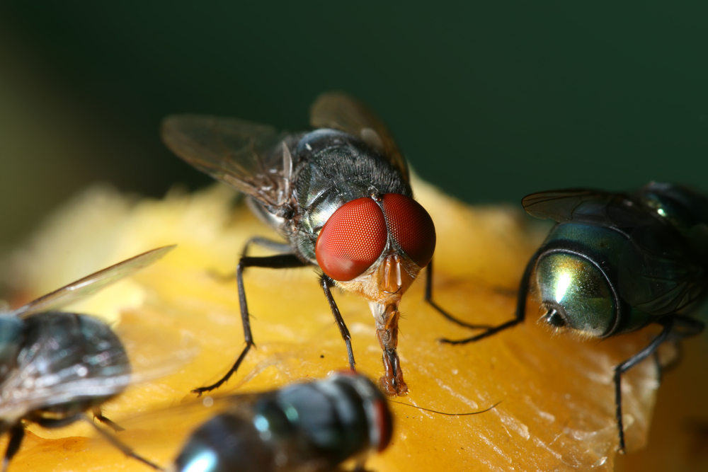 Close up of flies eating a banana.