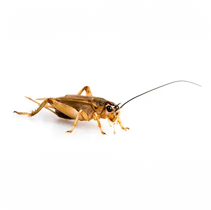 Cricket on a white background - Keep crickets away from your home with Assured Environments in NY