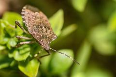 A brown stink bug on a plant.