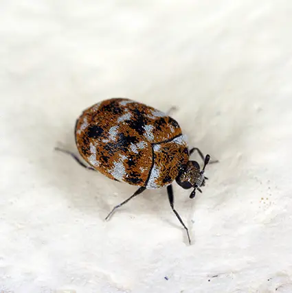 Varied carpet beetle on a carpet - Keep pests away from your home with Assured Environments in NY