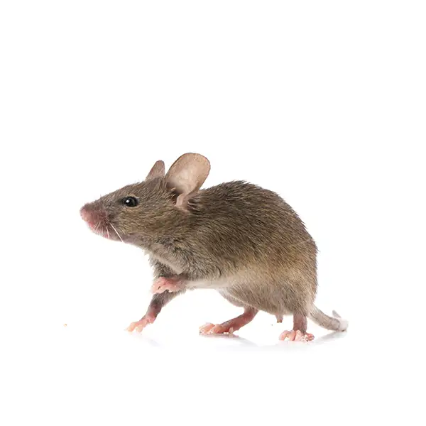 A mouse looking to the side.