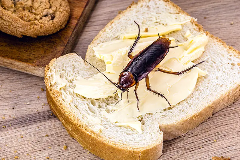 A cockroach standing on top of a slice of bread and cheese. Cockroach pest control services from Assured Environments can help eliminate cockroaches from homes and businesses.