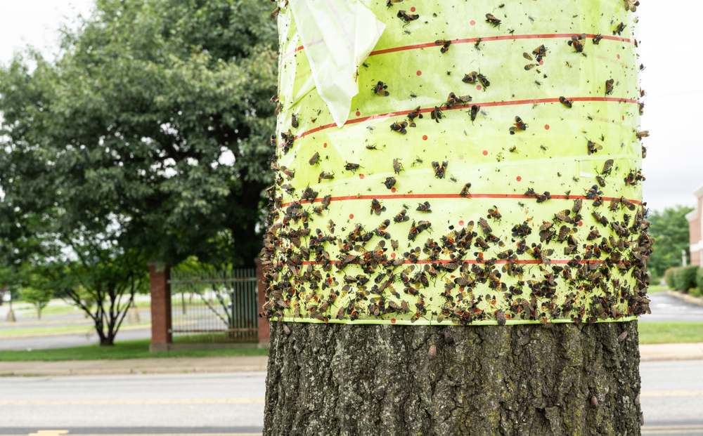 A tree fitted with a spotted lanternfly trap.