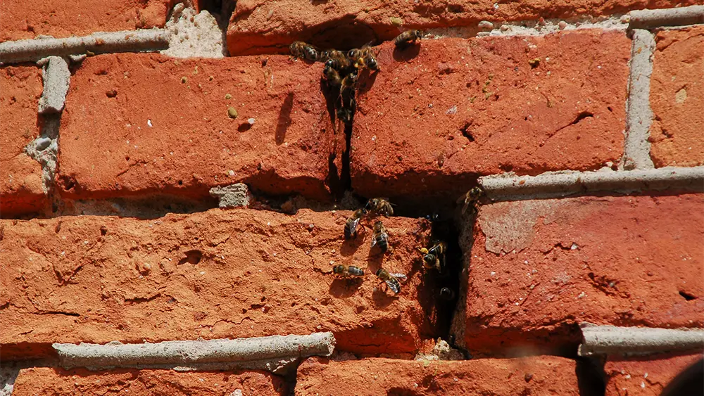 hole in wall before commercial pest exclusion provides perfect entry point for bees to get inside nyc business