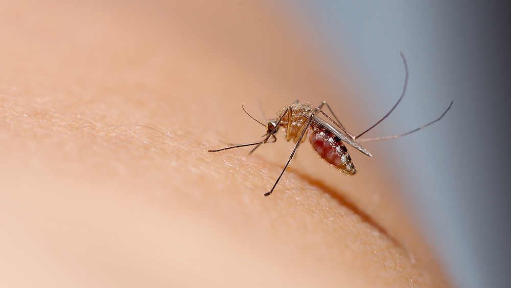 mosquito biting arm