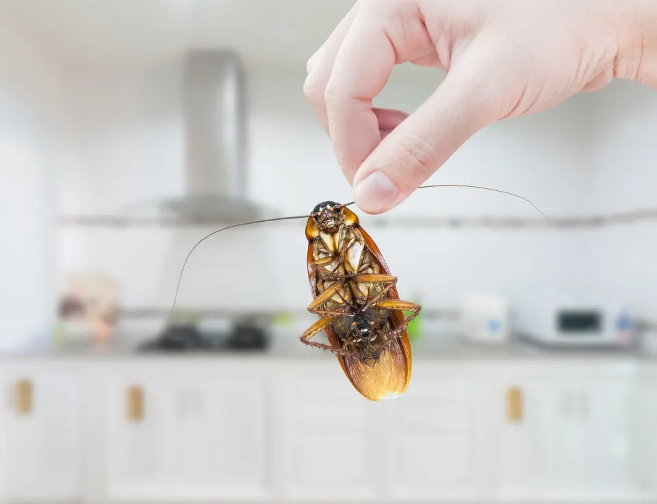 Hand Holding a Dead Cockroach in a Kitchen