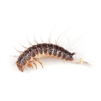 Carpet beetle larvae on a white background - Keep pests away from your home with Assured Environments in NY