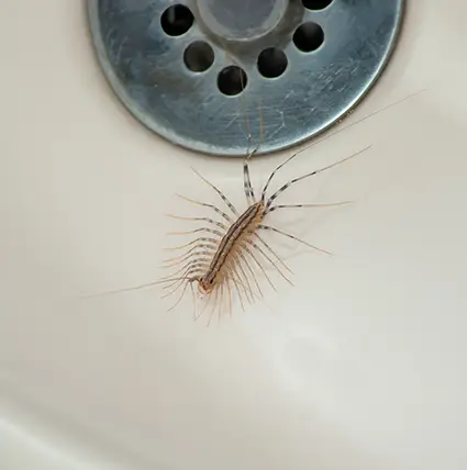 House centipede near the drain in a bathroom sink - Keep centipedes away from your home with Assured Environments in NY