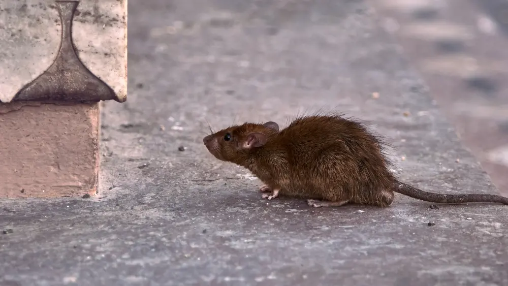 A Rat Standing at the Corner of a Building