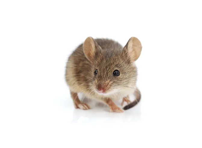 House Mouse Isolated on White Background