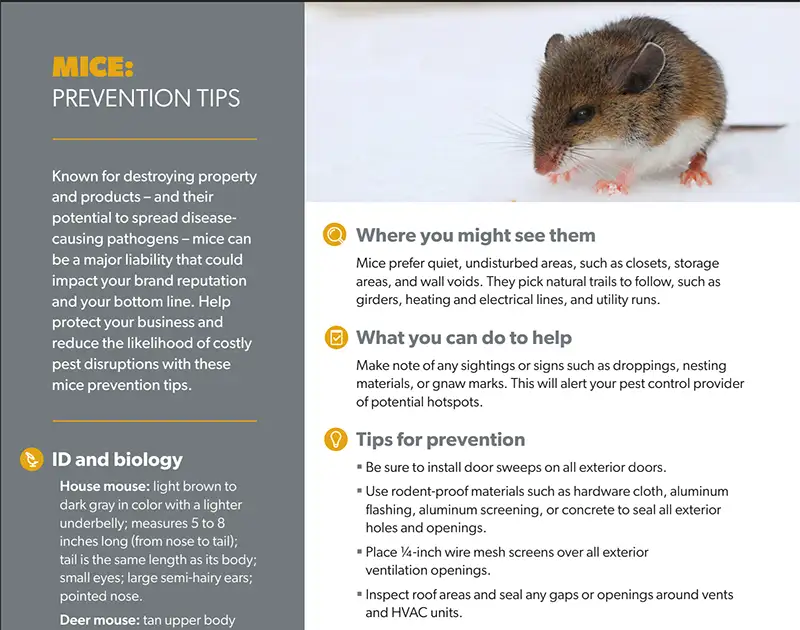 Assured Mice Prevention Tips