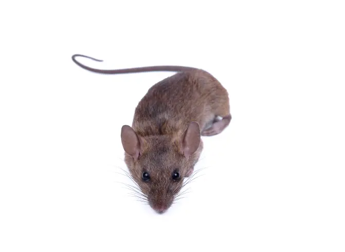 Norway Rat Isolated on White Background