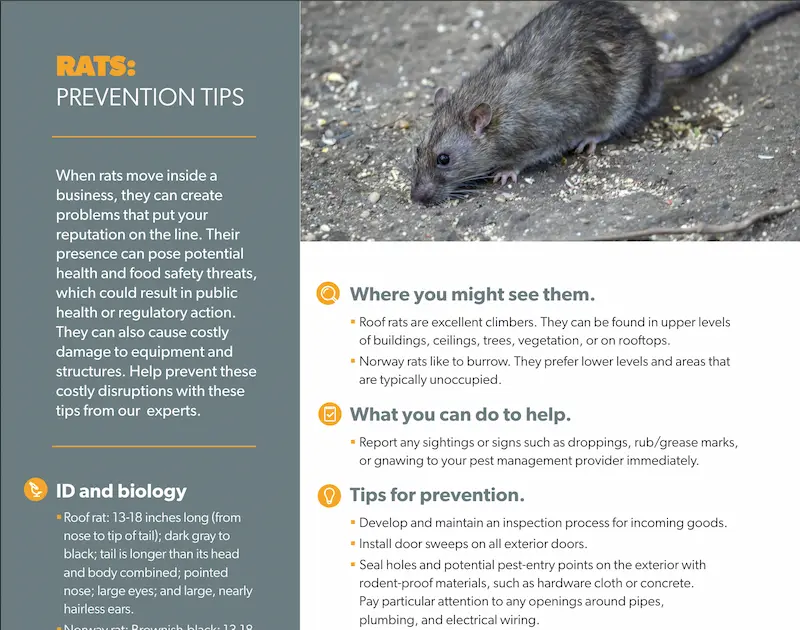 Assured Rat Prevention Tips