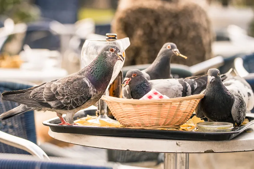 Nuisance pigeons eating from food left behind by a customer at an outdoor restaurant. Contact Assured Environments to get rid of pest birds today.